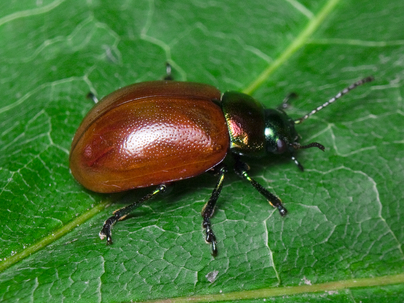 Chrysolina polita (Linnaeus, 1758)